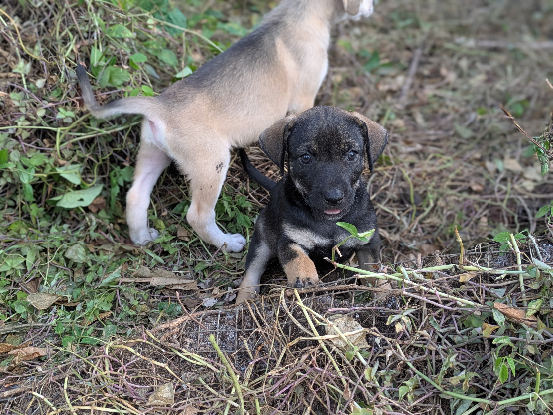 Adopter Chipie