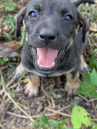 Adoption Chipie
