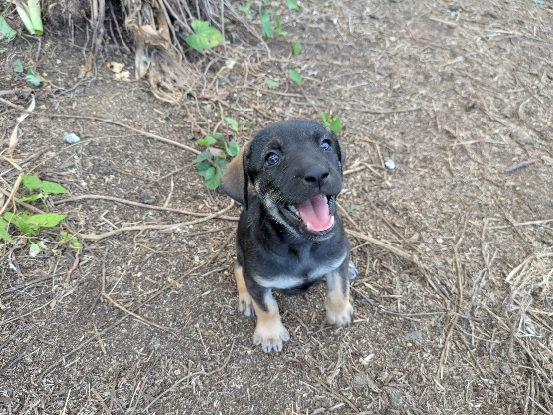 Adoption Chipie