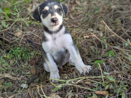 Adopter  chien : Looping