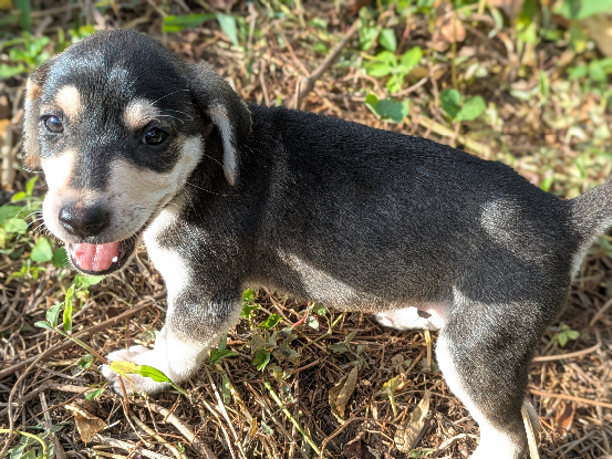 Adopter Looping