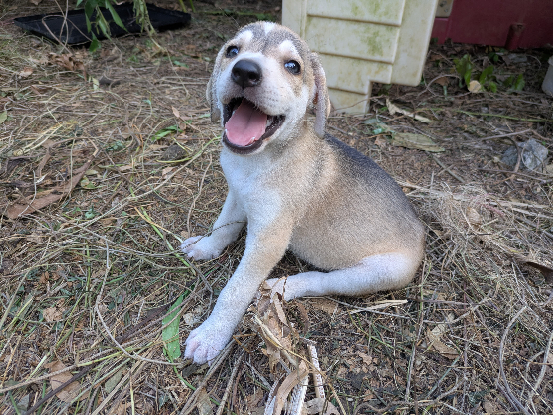 Adopter Lord