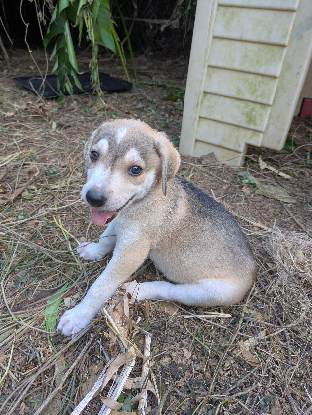Adopter Lord
