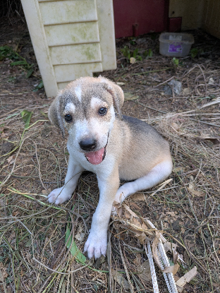 Adopter Lord