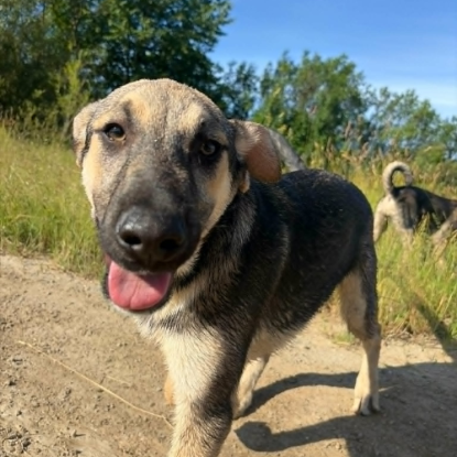 Adoption Brother