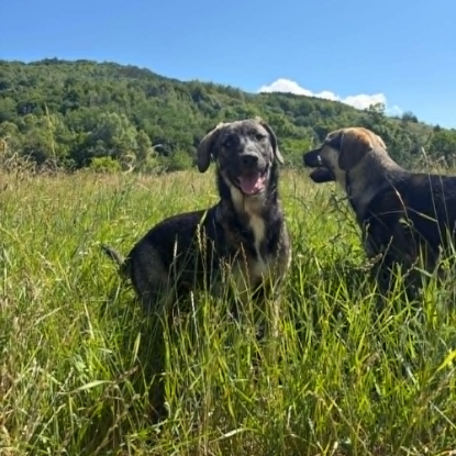 Adoption Sista