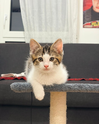 Adopter Gizmo
