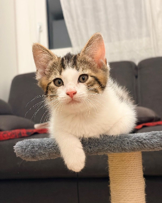 Adopter Gizmo