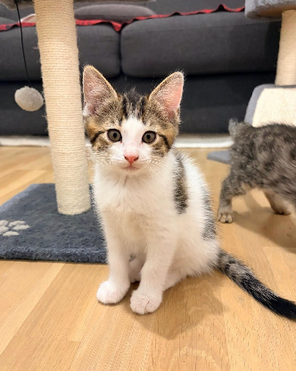 Adoption Gizmo