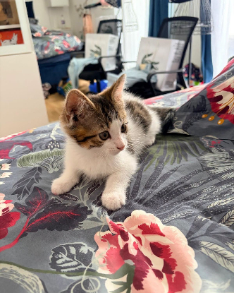 Adoption Gizmo