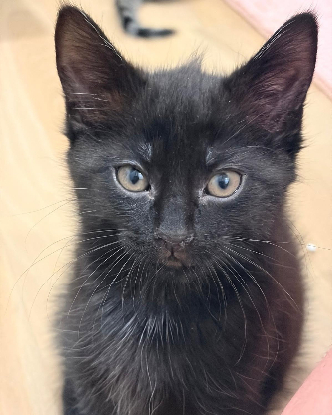 Adopter Kiro