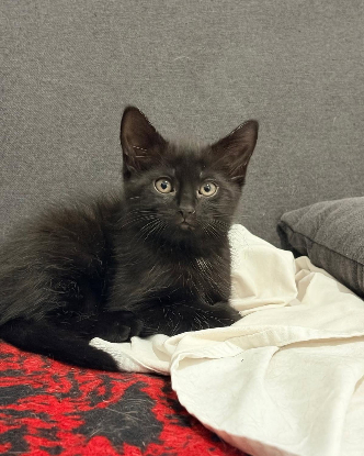 Adopter Kiro