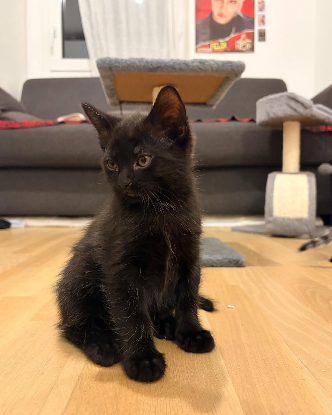 Adoption Kiro
