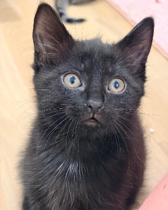 Adoption Kiro