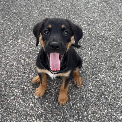 Adopter Bonnie