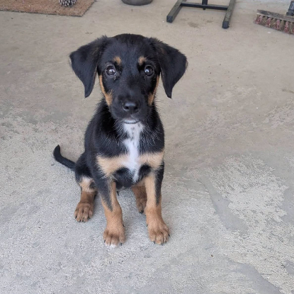 Adopter Bonnie