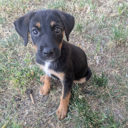 Adopter Bonnie