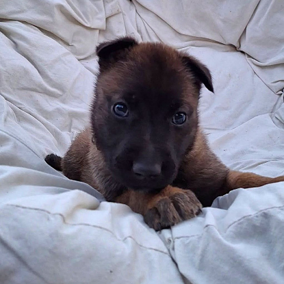 Adopter Dormeuse