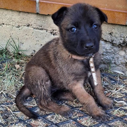 Adoption Dormeuse