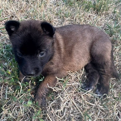Adopter Grincheuse