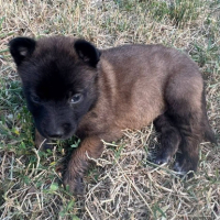 Adopter  chien : Grincheuse