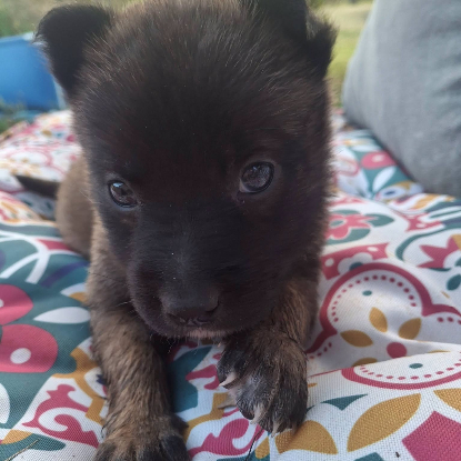 Adopter Grincheuse