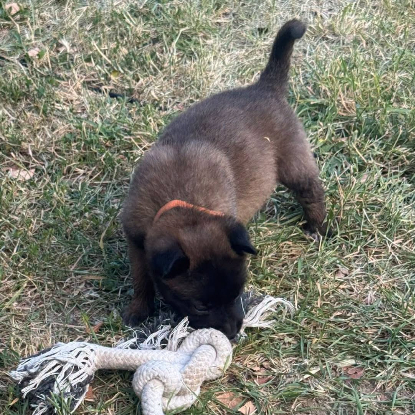 Adopter Grincheuse