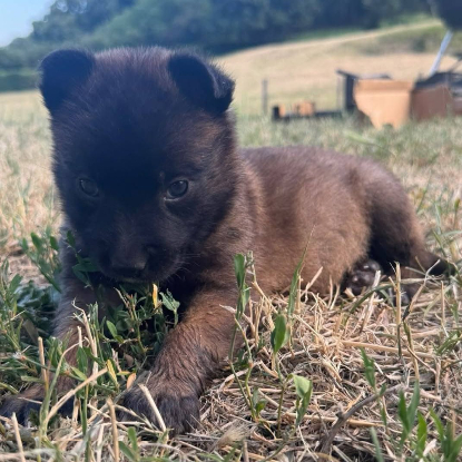 Adoption Grincheuse