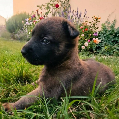 Adopter Joyeuse