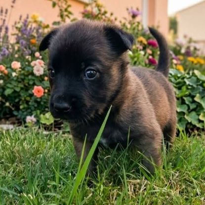 Adopter Joyeuse