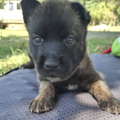 Adopter Timide