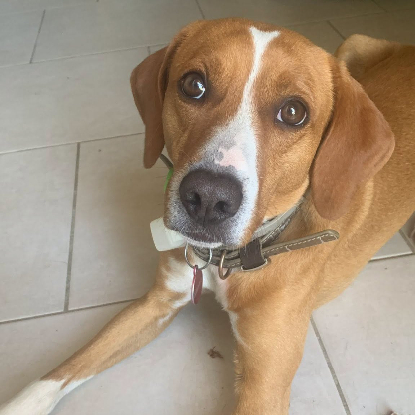 Adoption Anko