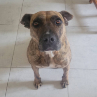 Adopter  chien : Baggah
