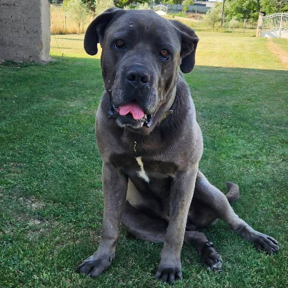 Adopter Hopkins