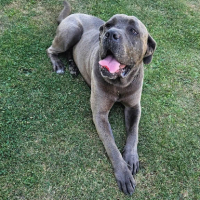 Adopter  chien : Hopkins