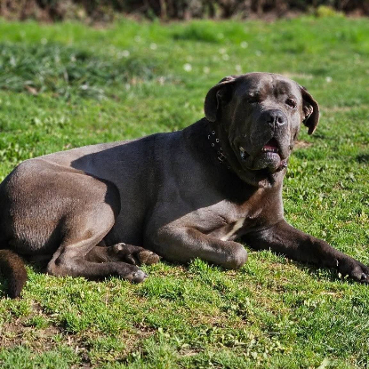 Adopter Hopkins