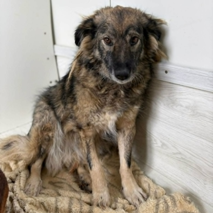 Adopter Paulina