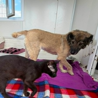Adopter Paulina