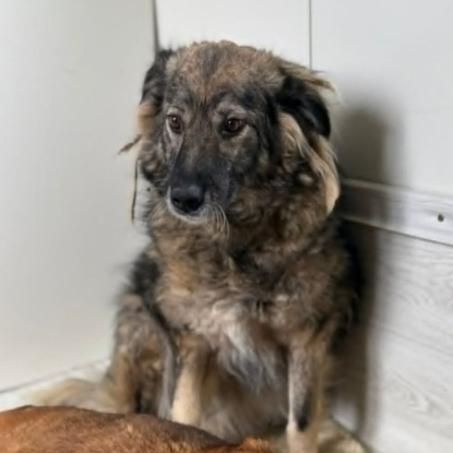 Adopter Paulina
