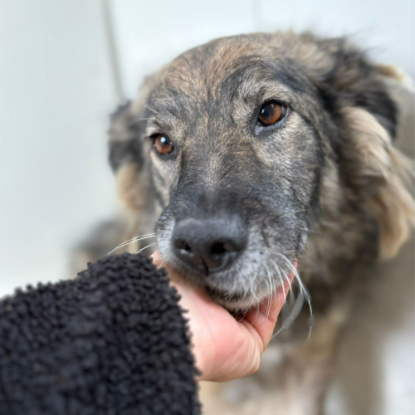 Adoption Paulina