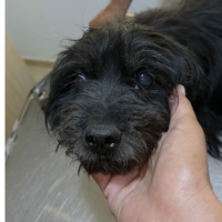 Adopter  chien : Sunday