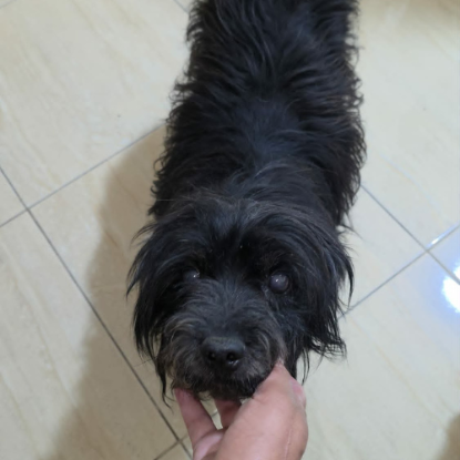 Adopter Sunday
