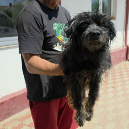 Adoption Sunday