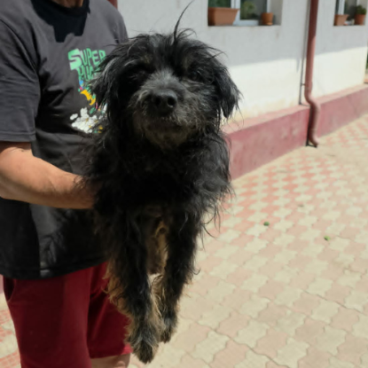 Adoption Sunday
