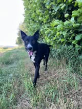 Adopter Nelio