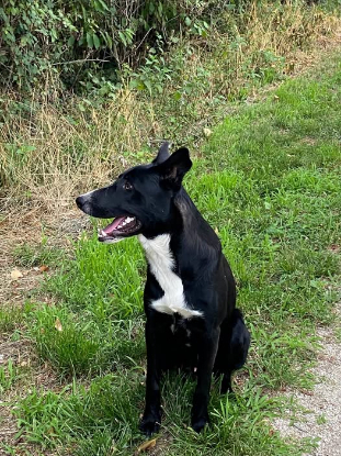 Adopter Nelio