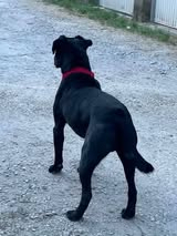 Adopter Pepsy