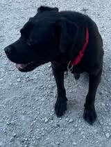 Adopter Pepsy