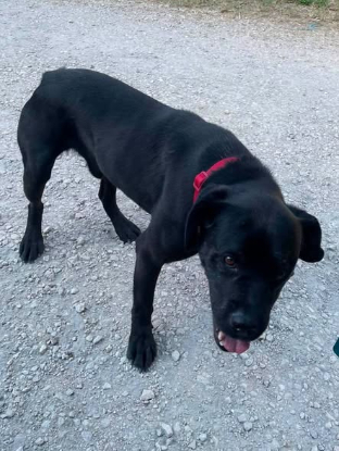 Adopter Pepsy