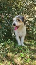 Adopter Titou